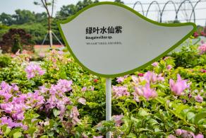 簕杜鹃谷