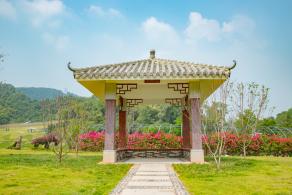 簕杜鹃谷