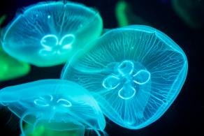 海洋奇梦馆