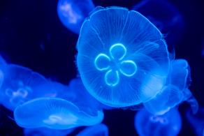 海洋奇梦馆