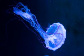 海洋奇梦馆