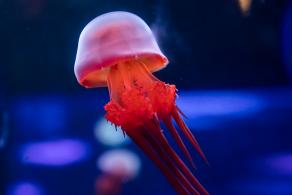 海洋奇梦馆
