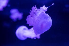 海洋奇梦馆
