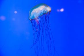 海洋奇梦馆