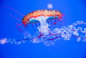 海洋奇梦馆