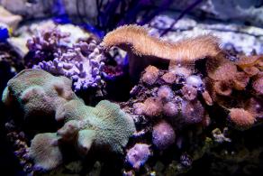 海洋奇梦馆
