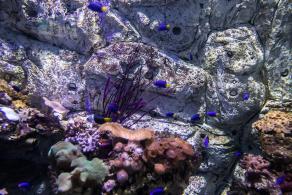 海洋奇梦馆