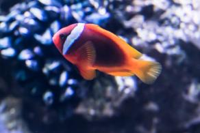 海洋奇梦馆