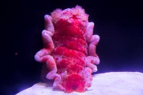 海洋奇梦馆