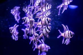 海洋奇梦馆