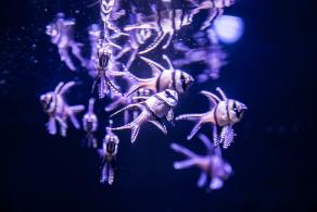 海洋奇梦馆