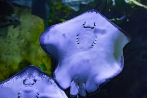 海洋奇梦馆