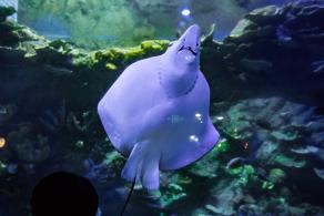 海洋奇梦馆
