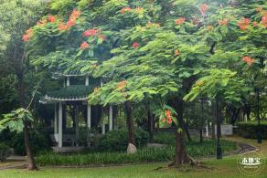 深圳中心公园