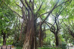 深圳中心公园