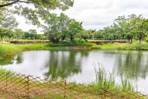 福田红树林生态公园