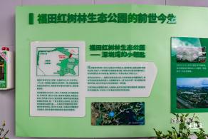 福田红树林生态公园