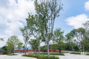 银叶树湿地公园