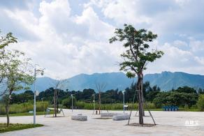 银叶树湿地公园