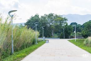 银叶树湿地公园