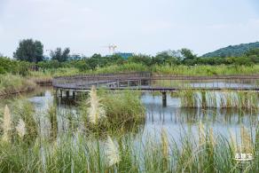 银叶树湿地公园