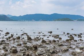 银叶树湿地公园