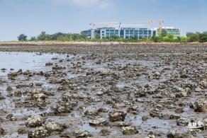 银叶树湿地公园