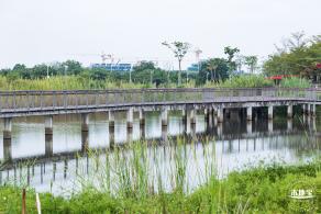 银叶树湿地公园