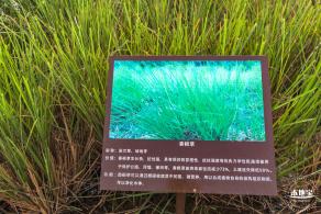 龙岗湿地公园