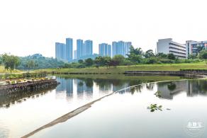 龙岗湿地公园