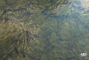 龙岗湿地公园