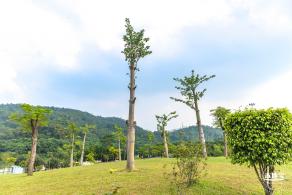 龙岗湿地公园
