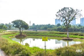龙岗湿地公园
