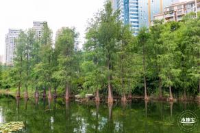 荔枝公园