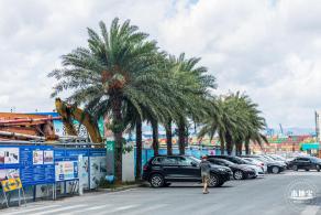 盐田海鲜街