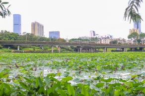 洪湖公园
