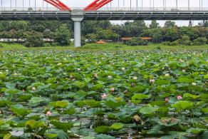 洪湖公园