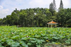 洪湖公园