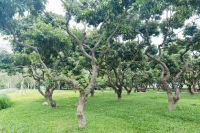 西丽生态公园