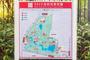 人民公园月季花展