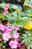 人民公园月季花展