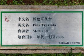 人民公园月季花展