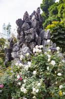 人民公园月季花展