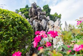 人民公园月季花展