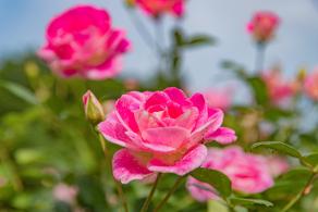 人民公园月季花展