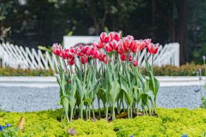 人民公园月季花展