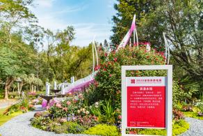 人民公园月季花展