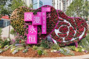人民公园月季花展