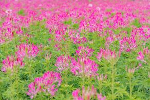 流花山花海
