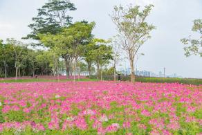 流花山花海